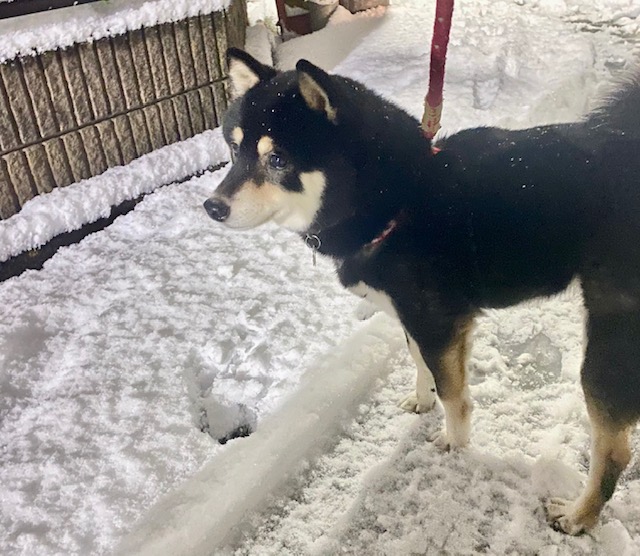 ひさしぶりの大雪でしたね❄︎