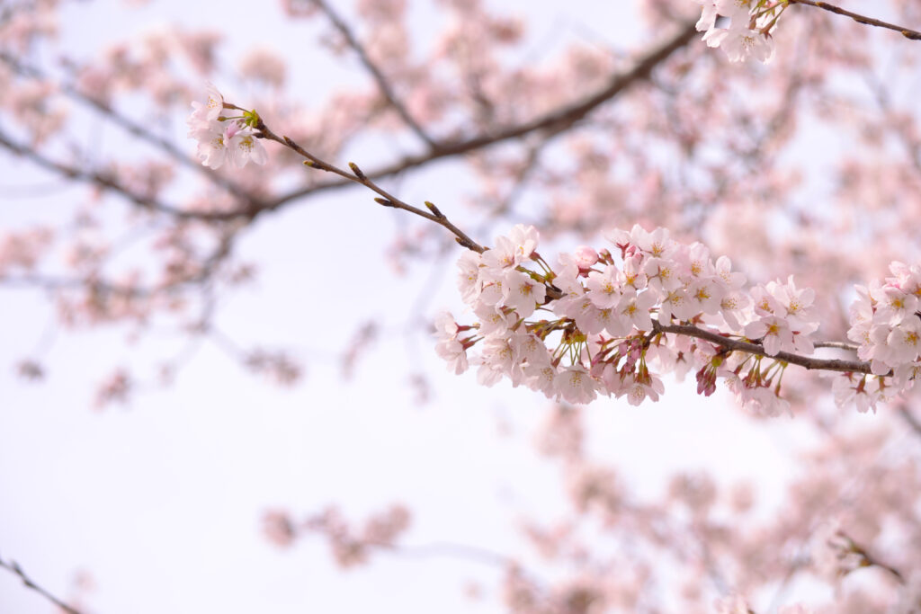 あっ！という間に春ですね🌸